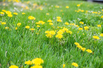 yellow dandelions in a meadow on a background of green grass.