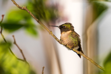 hummingbird on a branch