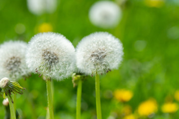 Dandelions on the green grass