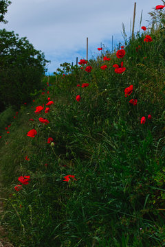 Monblumen