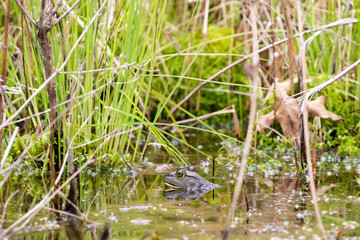 frog in the pond