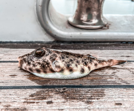 Puffer fish. Globefish laying on the deck. Relax.