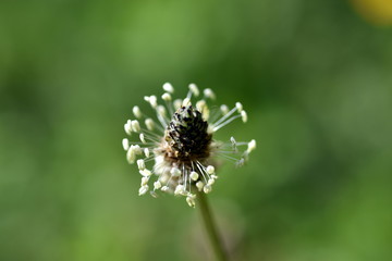 Nahaufnahme einer Spitzwegerichblüte