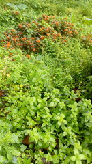 Fototapeta na wymiar green moss in the garden
