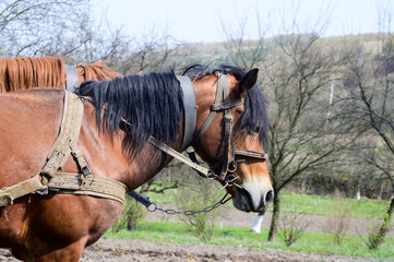 harnessed horses outdoor. Rural landscape