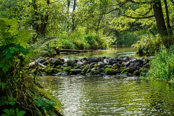 forest river in the Belarus