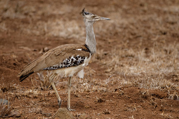 Kori Bustard walking in the dry Kruger National Park in South Africa