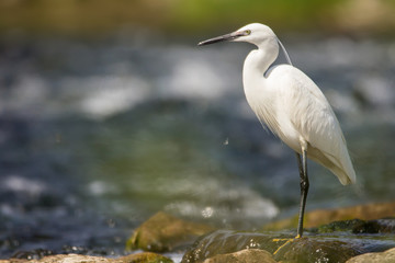 Little egret (Egretta garzetta), small white heron egret with black beak, long black legs and yellow feet, aquatic bird in natural habitat at the river rocks