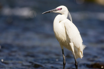 Little egret (Egretta garzetta), small white heron with a black beak, long black legs and yellow feet, with purple red eye stripe lores in mating season