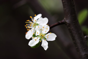 Plum blossom in spring. White flowers on a branch in a garden after rain, soft colors