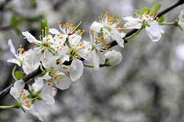 Cherry blossom in spring. White flowers on a branch in a garden after rain, soft colors