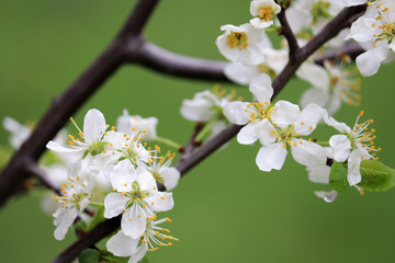Cherry blossom in spring on green natural background. White flowers on a branch in a garden after rain, soft colors