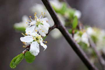 Cherry blossom in spring. White flowers on a branch in a garden after rain, soft colors
