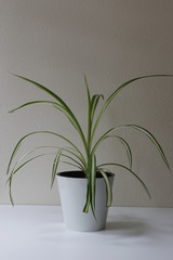Plant striped Chlorophytum in a brown pot on the background