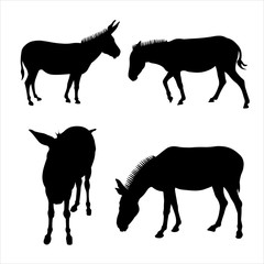 Vector illustration of donkeys standing in different poses. Side view, in profile, full face. Image for eco banner, farm animals, zoo. Set of silhouettes of four mules in black on a white background.
