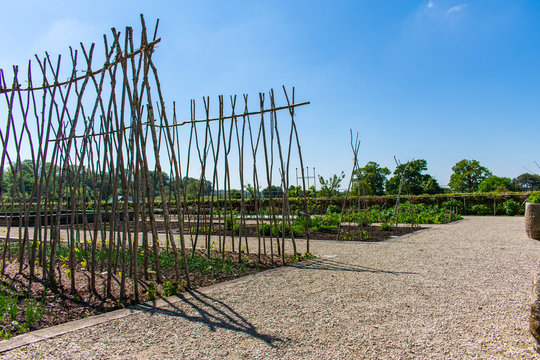 Vegetable Garden Stick Trellis For Growing Fruits And Vegetables.