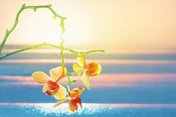 Sonnenaufgang am Meer mit Orchidee 