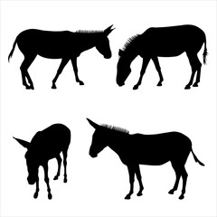 Vector illustration of donkeys standing in different poses. Set of silhouettes of four mules in black on a white background. Side view, in profile.