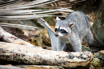 racoon