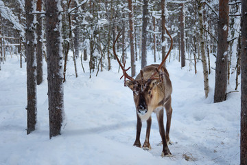 A young red deer (Cervus elaphus) with incomplete antler at pine forest.