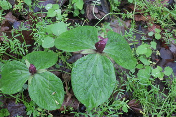 Toadshade (sessile trillium, toad trillium) Trillium Plants