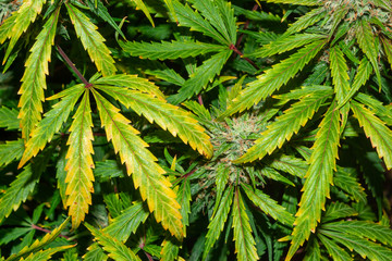 yellow and green tie-dye cannabis leaves