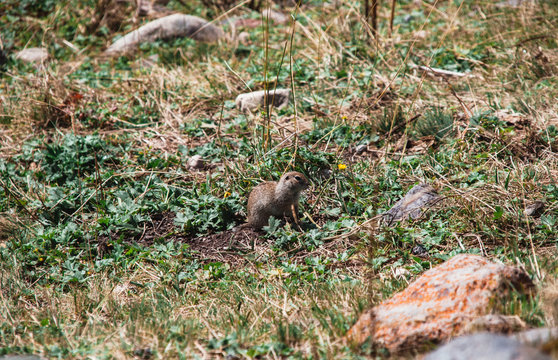 A gopher in the Elbrus national Park, a gopher sits and looks at you