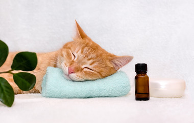 Sleeping cat on a turquoise massage towel. Also in the foreground is a bottle of aromatic oil and a plastic box with cream. Concept: massage, body care.