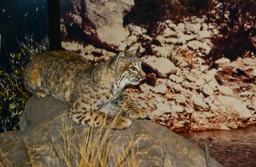 Obraz premium NEW MEXICO, USA - NOVEMBER 22, 2019: stuffed wild animals at a visitor center exposure in a national park in New Mexico, USA
