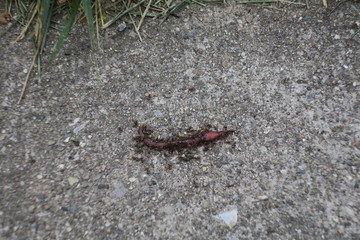 Ants Eating A Worm On The Sidewalk