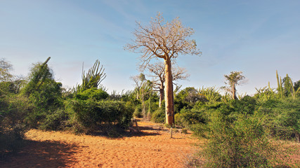 Fototapeta na wymiar Forest with small baobab and octopus trees, bushes and grass growing on red dusty ground