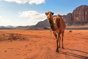 Two camels, large animal in foreground, walking on orange red sand of Wadi Rum desert, mountains...