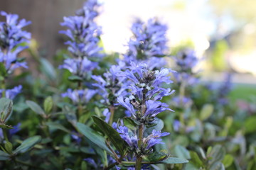 lavender flowers in the garden