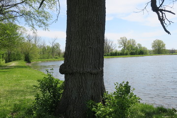 Tree With A Belt Next To Lake