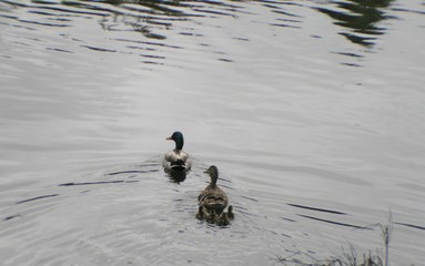 Mallard Duck Family (Male, Female, 4 Ducklings)