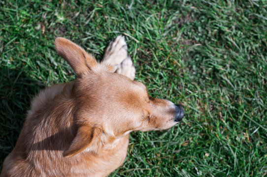 red dog on a foy of green grass, place for text