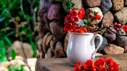branches of blooming quince in a white jug on a wooden bench on a stone background