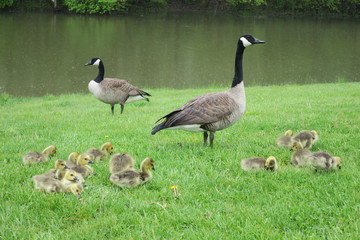 Watchful Parents (Two Adult Canadian Geese with Goslings)
