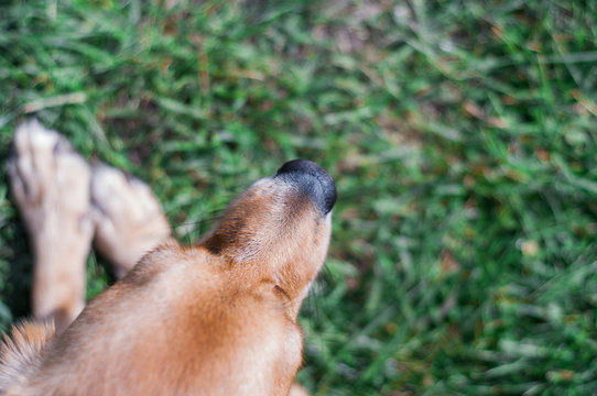red dog on a foy of green grass, place for text