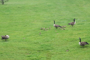 Two Family Groups Of Geese