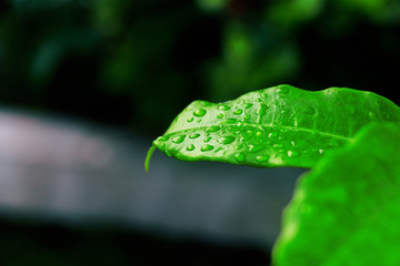 Water drop on the green leaf