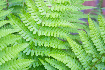 Closeup of fern Dryopteris Affinis leaves in a garden in the Netherlands. 