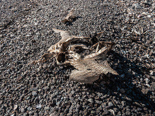 Dead Manta ray on the beach. Agua Verde. Baja California Sur. Mexico. 