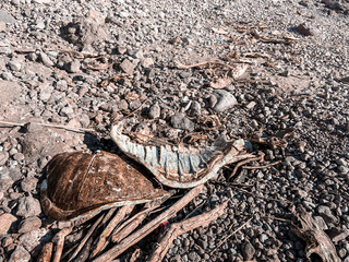 Sea turtle shell on the beach. Agua Verde. Baja California Sur. Mexico. Illegal fishing. Poaching in Mexico. Dead Turtle.