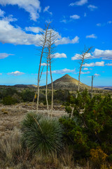Agave, yucca, cacti and desert plants in a mountain valley landscape in New Mexico,
