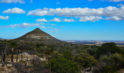 Dry tree, cacti and other desert plants on a cone-shaped landscape in Guadalupe National Park, New Mexico