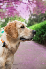 Dog portrait golden retriever 