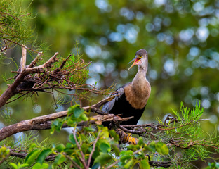 Fototapeta premium anhinga