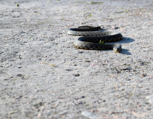 Ordinary already (lat. Natrix natrix) - non-poisonous snakes from the family odoriformes. A beautiful gray snake crawls on concrete.