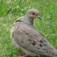 dove on the grass